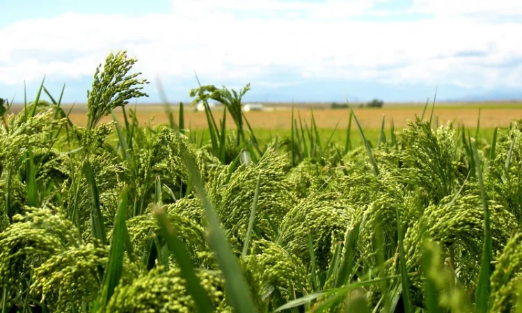 Семена проса красного - "Полтавское Золотистое". Ультрараннее 55 дней - фото № 2