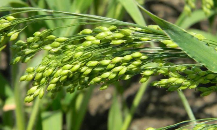 Семена проса желтого - сорт- «Харьковское-31» - фото № 1