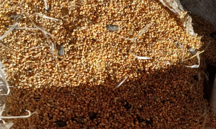 Продам просо 7 грн/кг - фото № 1