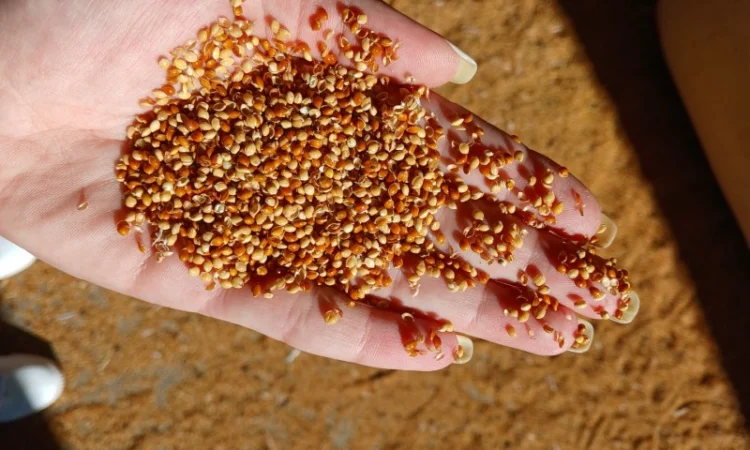 Продам просо 7 грн/кг - фото № 2