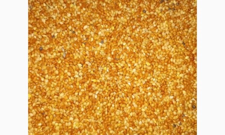 Продам просо микс - фото № 1