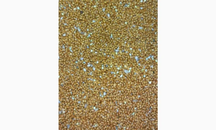 Полтавське золоте просо - фото № 1
