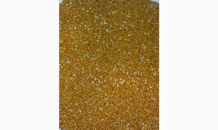 Полтавське золоте просо - фото № 2