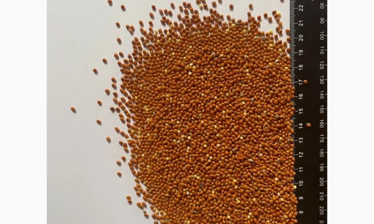 Куплю Червоне Просо - фото № 1