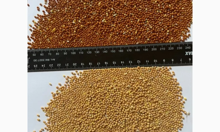 Купуємо ПРОСО - фото № 1