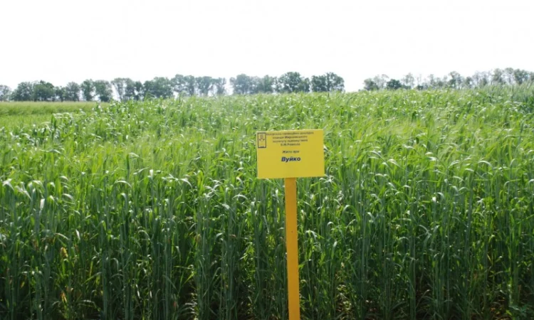 Жито посівне - фото № 1