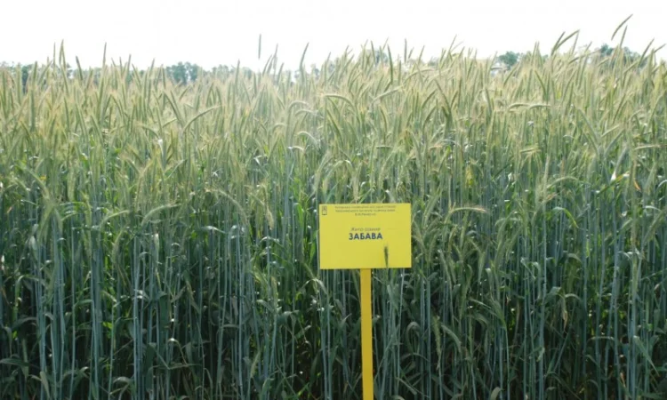 Жито посівне - фото № 2