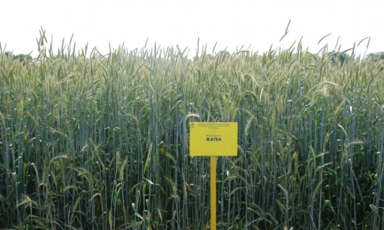 Жито посівне - фото № 3