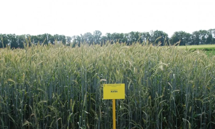 Жито посівне - фото № 4