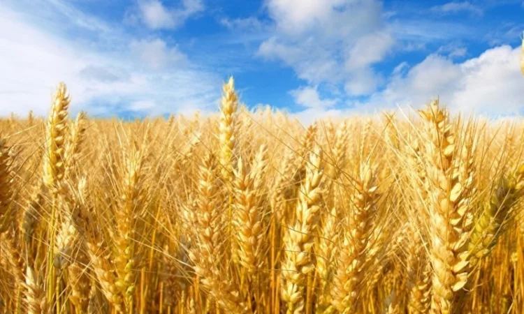 Жито 100 тонн на продаж - фото № 1