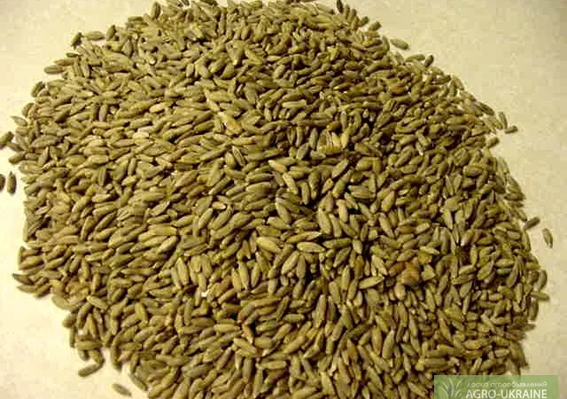 Закупівля ржи - фото № 1