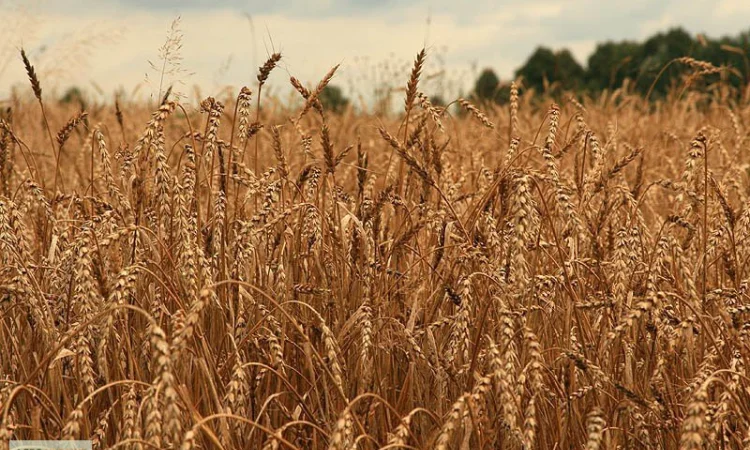 Куплю фуражну рожь - фото № 1