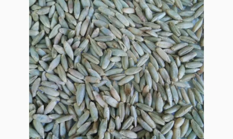 Продаж жита на постійній основі - фото № 1