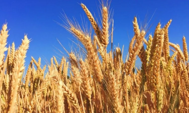 Закупляемо жито и отходи на самовивоз - фото № 1