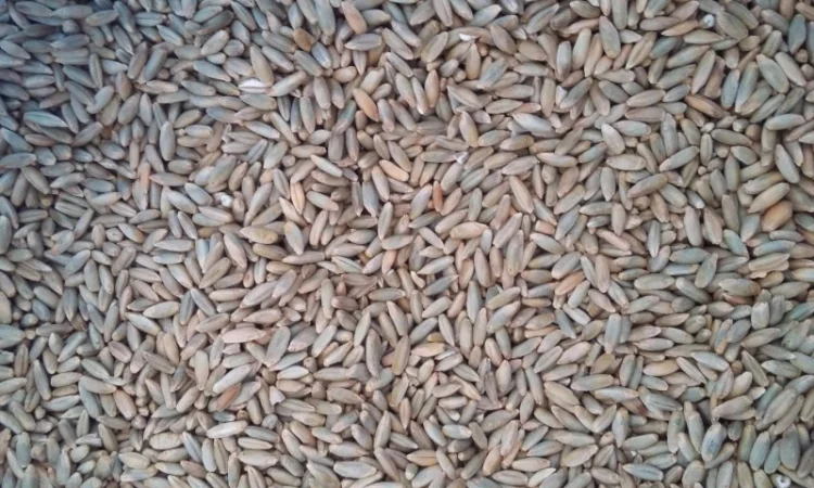 Жито постійно у покупці - фото № 1