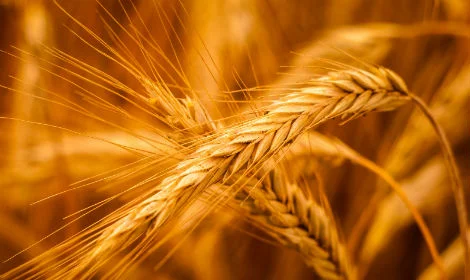 Жито озиме Сіріус 2020 - фото № 1