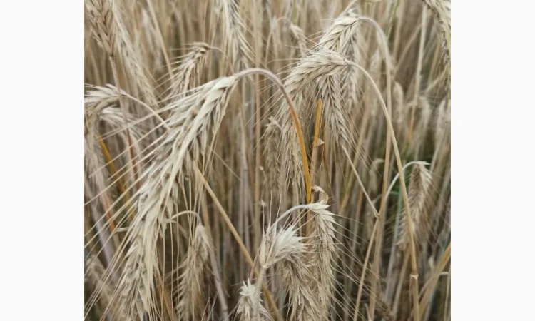 Озиме жито Алатир, насіння - фото № 1