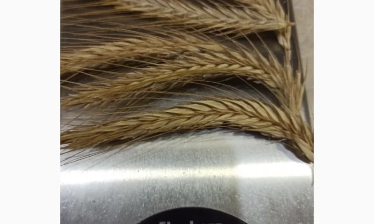 Озиме жито Алатир, насіння - фото № 2