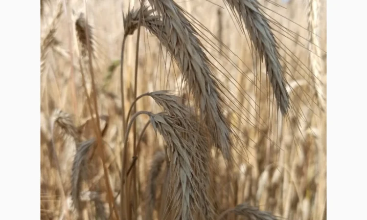 Озиме жито Алатир, насіння - фото № 3