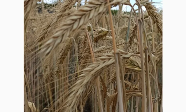 Озиме жито Алатир, насіння - фото № 4