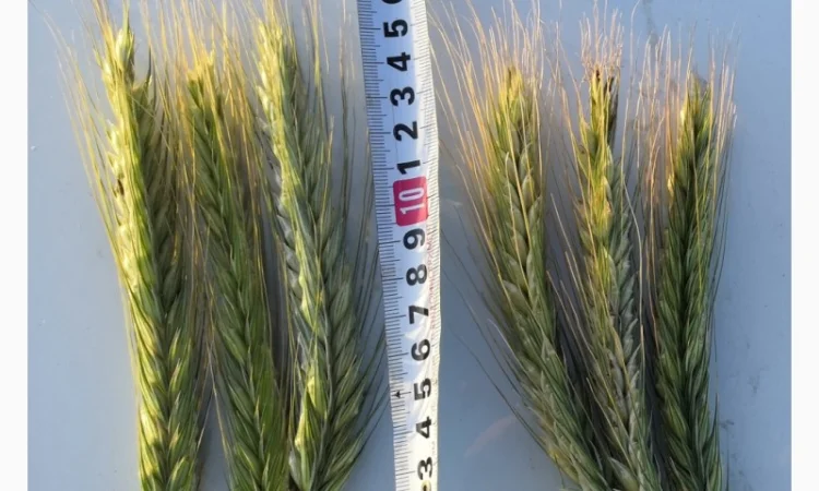 Озиме жито Оріана, насіння - фото № 1
