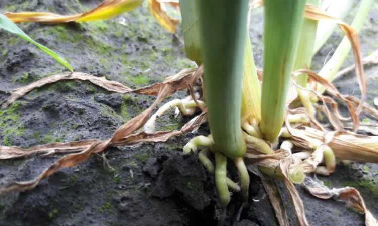 Озиме жито Оріана, насіння - фото № 2