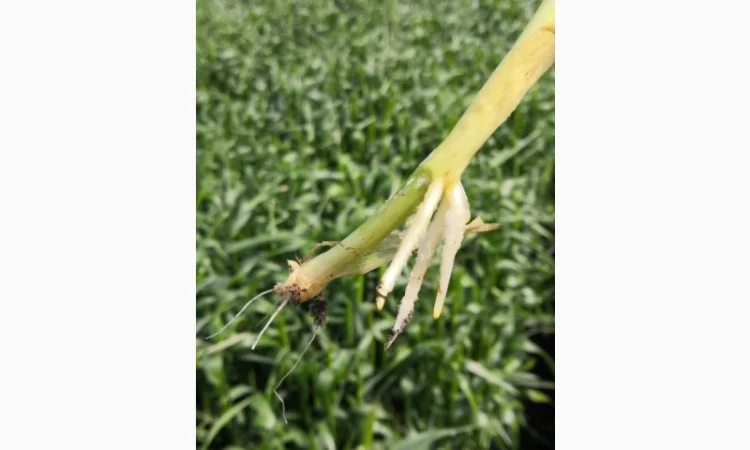 Озиме жито Оріана, насіння - фото № 3