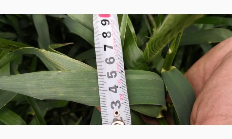 Озиме жито Оріана, насіння - фото № 4