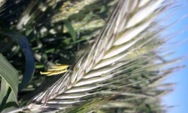 Озиме жито Оріана, насіння - фото № 5