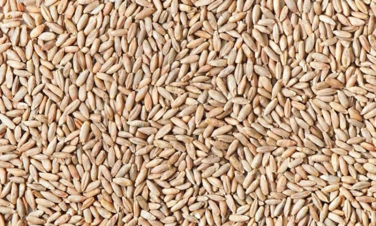 Продам Органічне ЖИТО. Товарне та Посівне сорт Хлібне - фото № 1