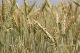 Насіння жита озимого Харківська 98 - фото № 1