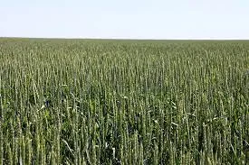 Продаж семен жита озимого Гуттіно KWS - фото № 1