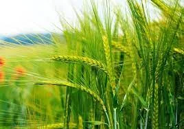 Семена ржи (жито) озимой гибрид Сатурн F1 - фото № 1