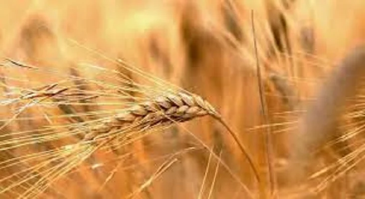 Семена ржи (жито) озимой гибрид Юпитер F1 - фото № 1