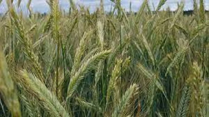 Семена ржи (жито) озимой Хлебное - фото № 1