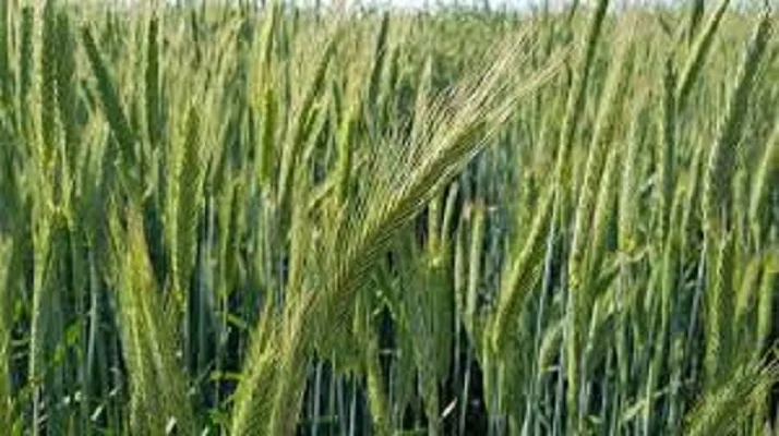 Семена ржи (жито) озимой Интенсивне 95 - фото № 1