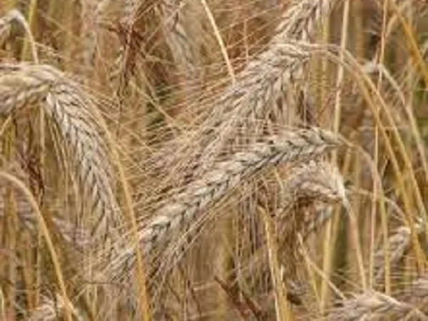 Семена ржи (жито) озимой Синтетик 38 - фото № 1