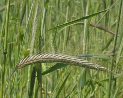 Жито озиме Сіріус | Насіння жита озимого - фото № 1