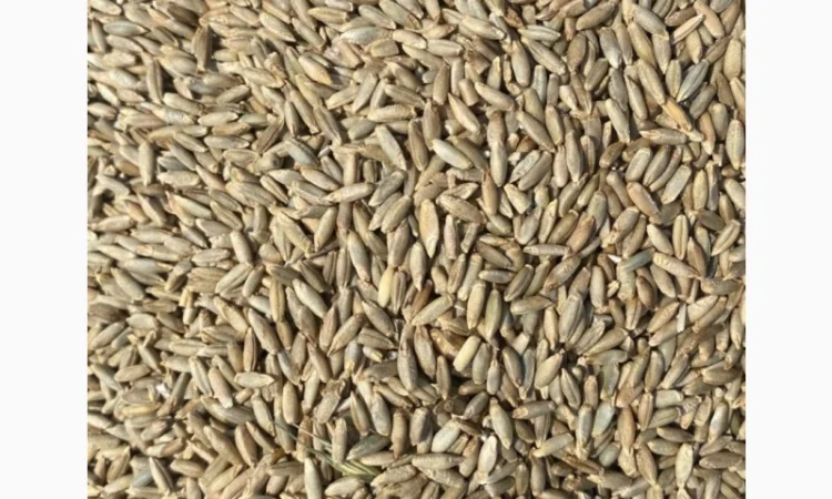 Продам жито рожь на сидерат - фото № 1