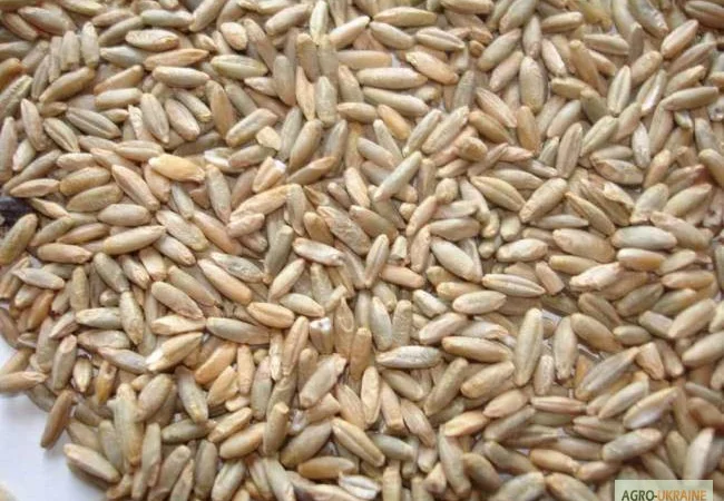 Жито Рожь 2 класу - фото № 1