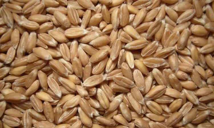 Купуємо жито - фото № 1