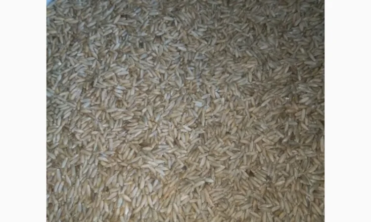 Жито насіння, сидерат - фото № 2