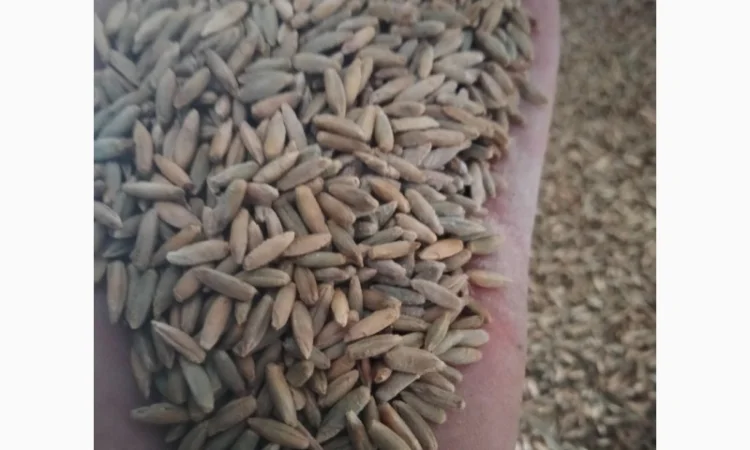 Продам жито - фото № 1