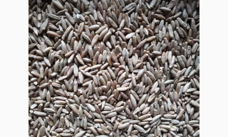 Жито насіння - фото № 1