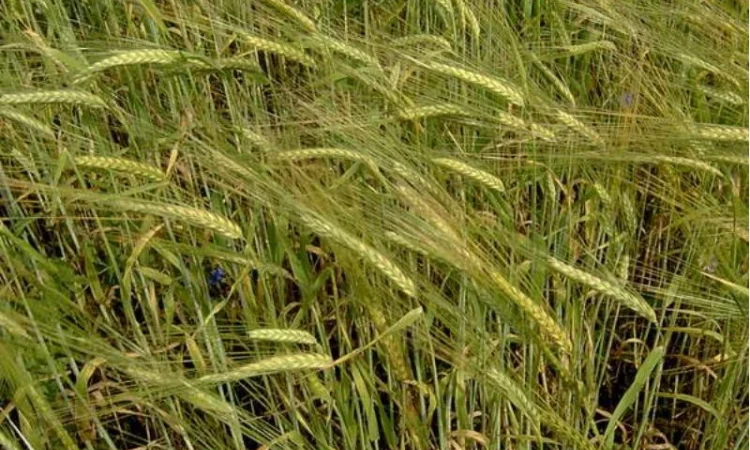 Семена ржи озимой - сорт Синтетик 38 1-я репродукция - фото № 1