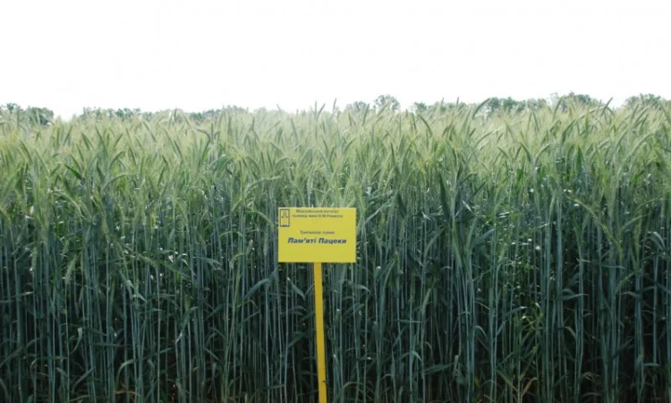 Тритикале озиме Пам’яті Пацеки - фото № 1