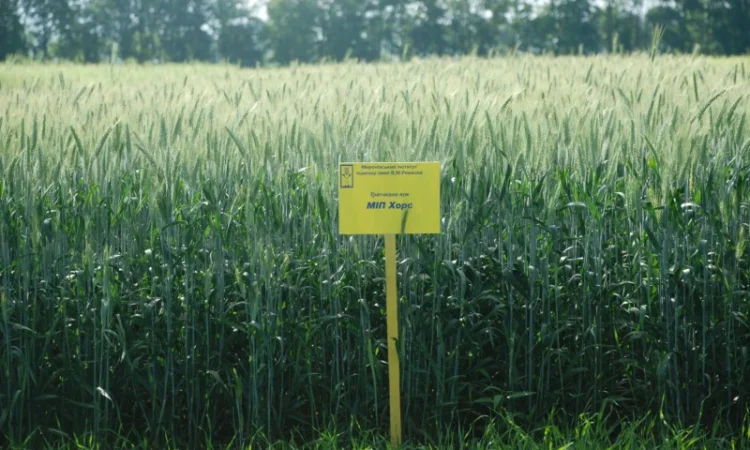 МІП Хорс тритикале яре - фото № 1