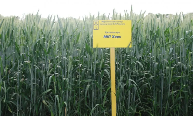 МІП Хорс тритикале яре - фото № 2