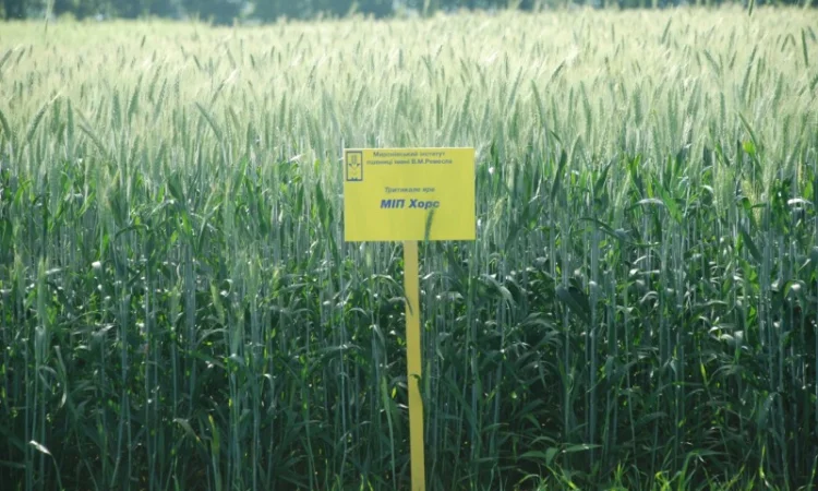 МІП Хорс тритикале яре - фото № 3