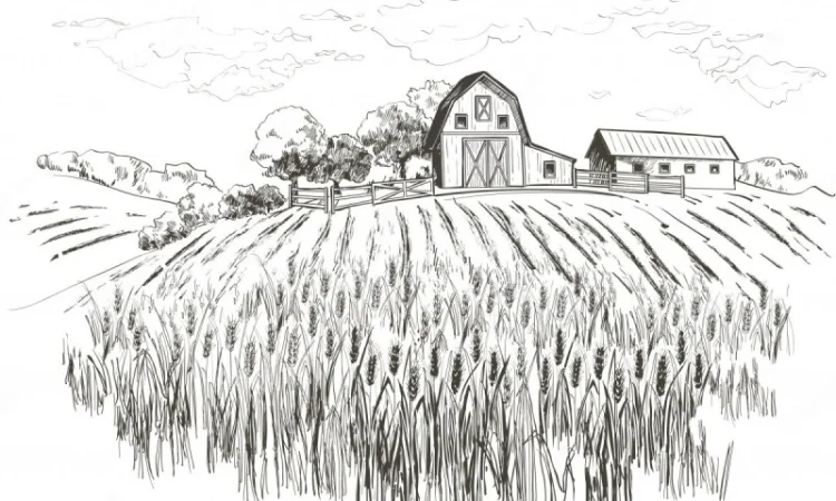 Закупаем Тритикале круглый год на переработку. Быстро. Дорого. Самовывоз - фото № 1